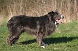 BORDER COLLIE 1453